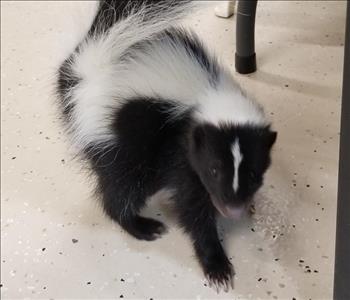 skunk playing on the ground